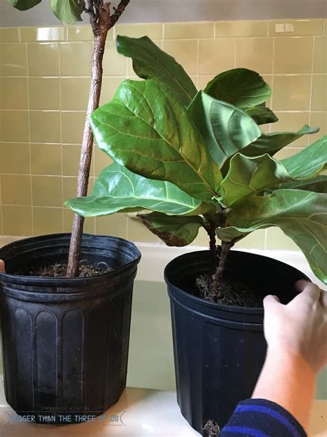 how to water fiddle leaf fig